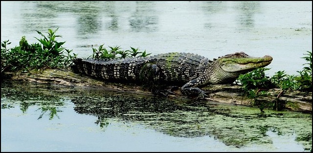 Alligator stretched out near water